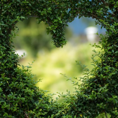 Herz in Hecke