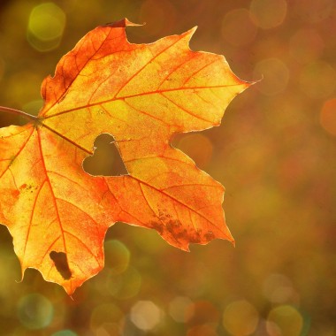 Herbstblatt