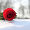 Rote Rose