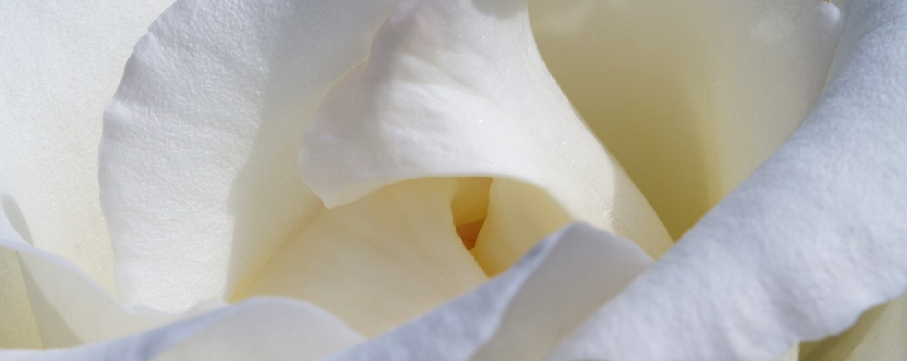 Rosenblätter Blumenkinder