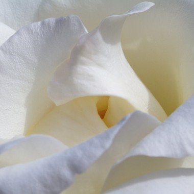 rose-gfb3d2426c_1920