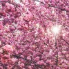 Colorfulpink Cherry blossoms