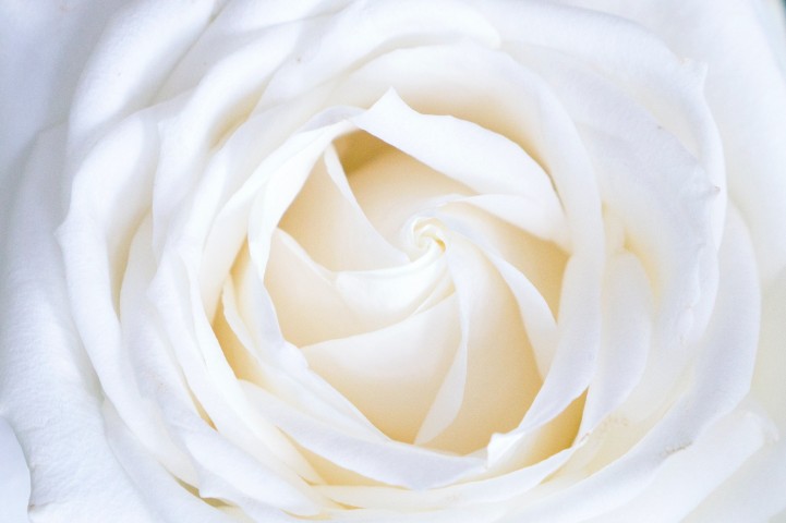 weiße Rose Bedeutung
