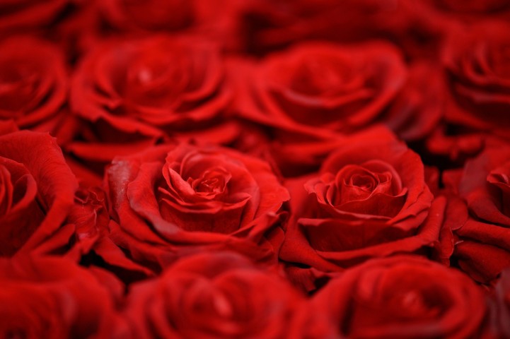 Rote Rosen Hochzeit