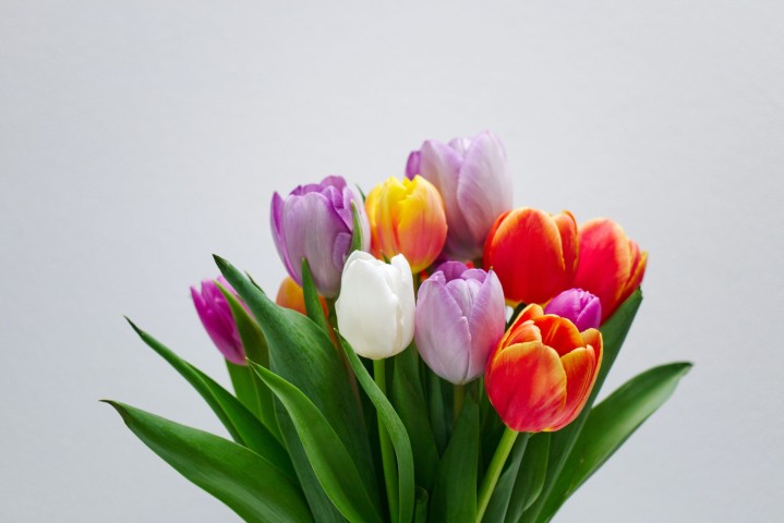 Tulpe Bedeutung